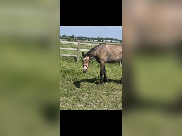 Belgian Warmblood Stallion 2 years in Diepenbeek
