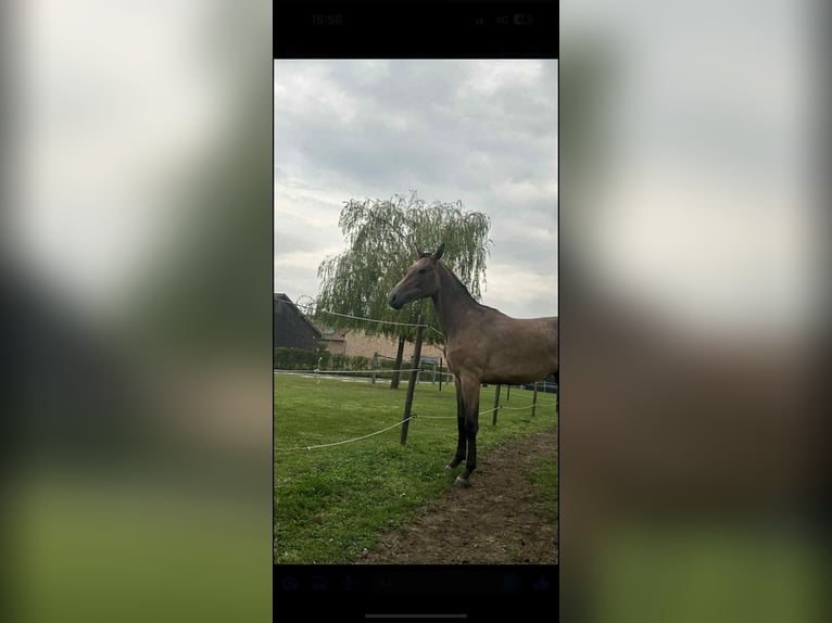 Belgian Warmblood Stallion 2 years in Diepenbeek