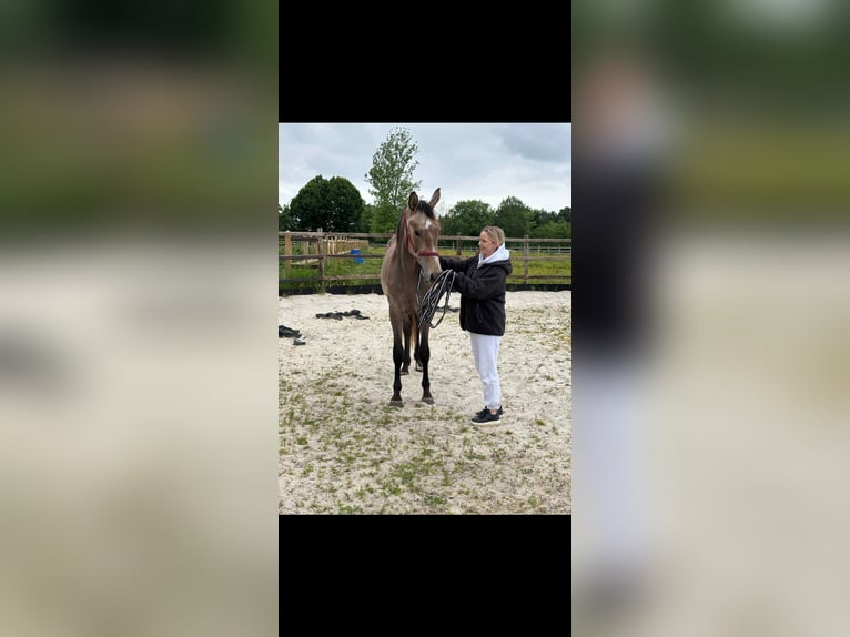 Belgian Warmblood Stallion 2 years in Diepenbeek