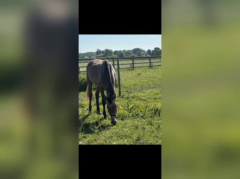 Belgian Warmblood Stallion 2 years in Diepenbeek