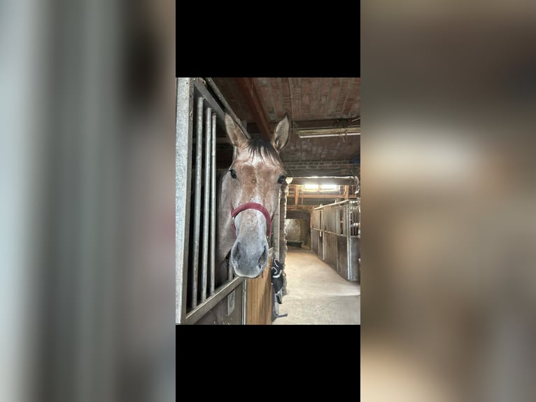 Belgian Warmblood Stallion 2 years in Diepenbeek