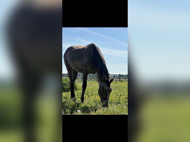 Belgian Warmblood Stallion 2 years in Diepenbeek
