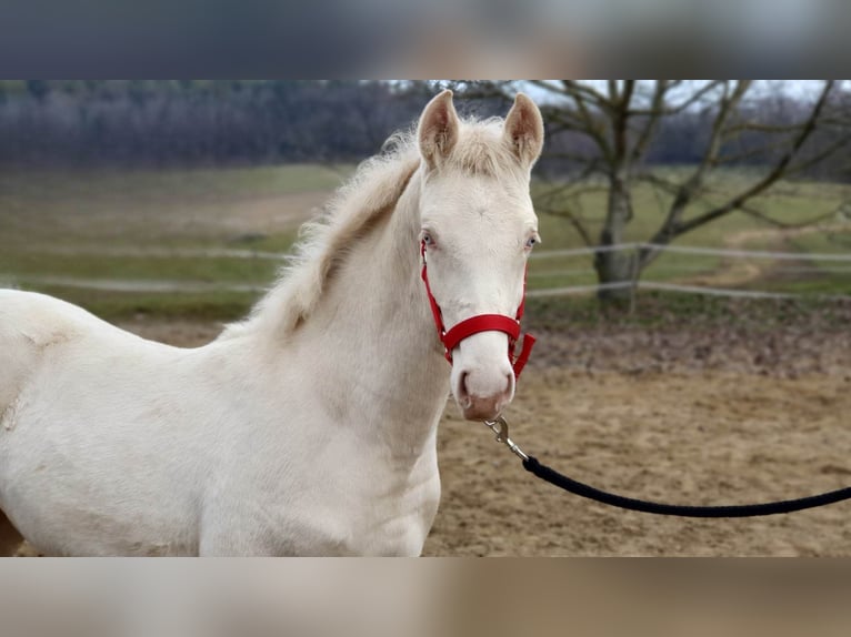 Belgian Warmblood Stallion 3 years 14,2 hh Perlino in Visz