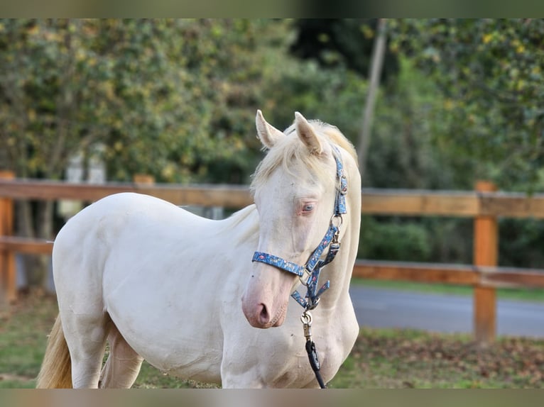 Belgian Warmblood Stallion 3 years 14,2 hh Perlino in Visz