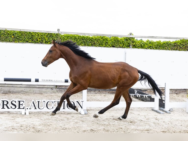 Belgian Warmblood Stallion 3 years 15.1 hh Brown in Waddinxveen