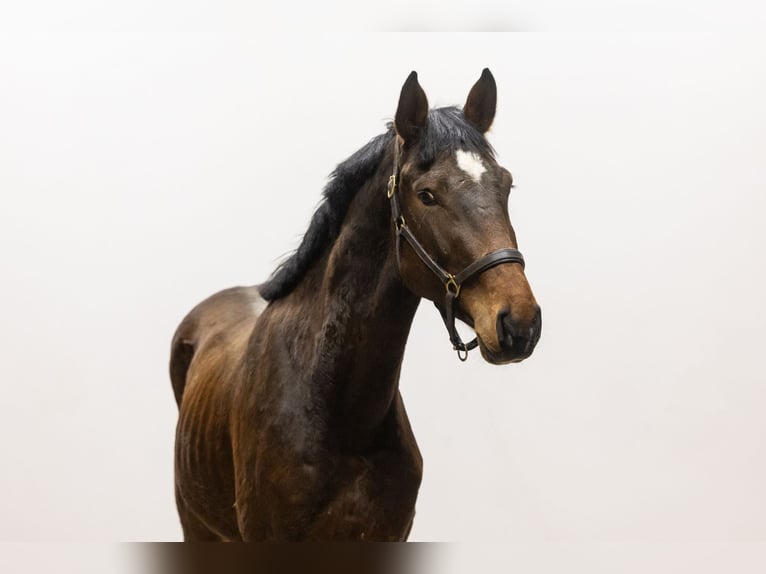 Belgian Warmblood Stallion 3 years 15,1 hh Brown in Waddinxveen