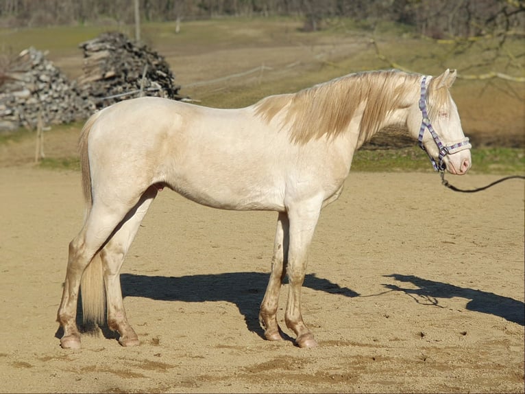 Belgian Warmblood Stallion 3 years 15,1 hh Perlino in Visz