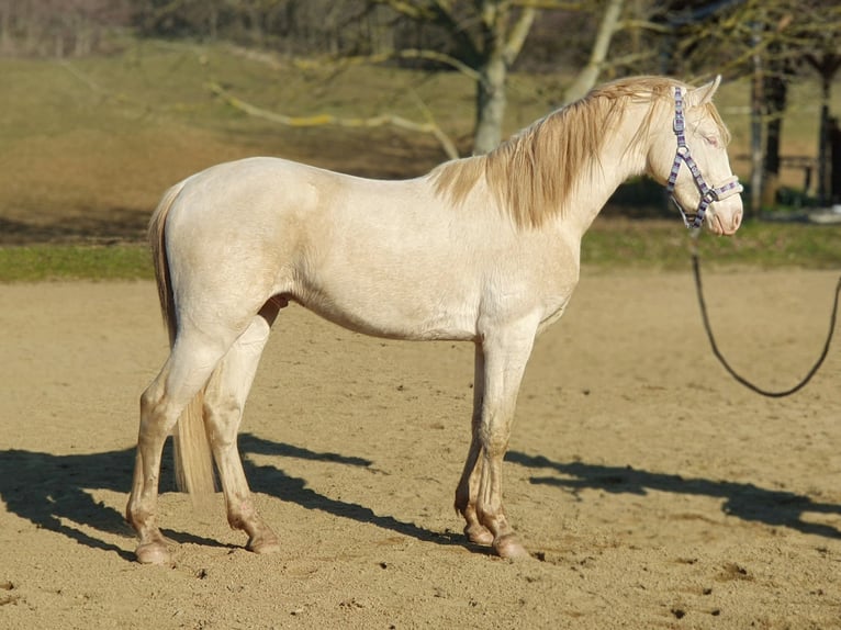 Belgian Warmblood Stallion 3 years 15,1 hh Perlino in Visz