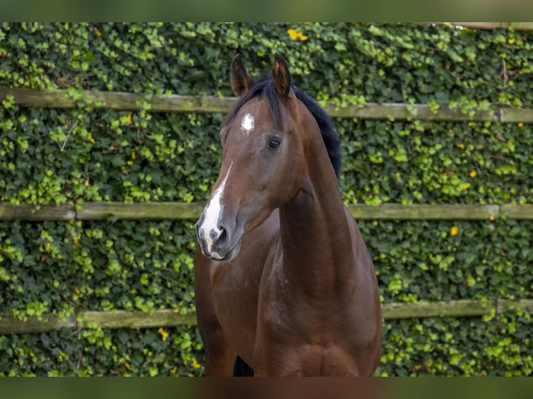 Belgian Warmblood Stallion 3 years 15,2 hh Bay-Dark in Waddinxveen