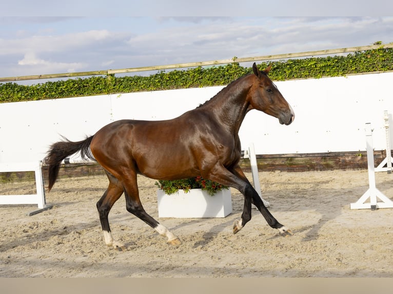 Belgian Warmblood Stallion 3 years 15,2 hh Bay-Dark in Waddinxveen