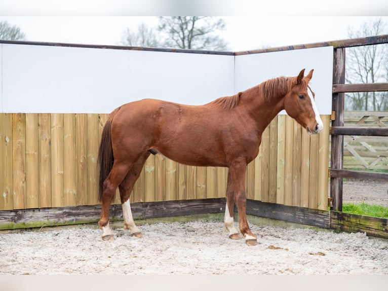 Belgian Warmblood Stallion 3 years 15,2 hh Chestnut in Bocholt