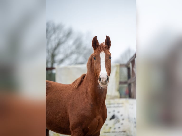 Belgian Warmblood Stallion 3 years 15,2 hh Chestnut in Bocholt