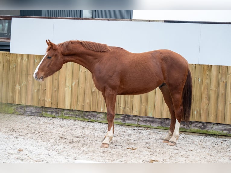 Belgian Warmblood Stallion 3 years 15,2 hh Chestnut in Bocholt