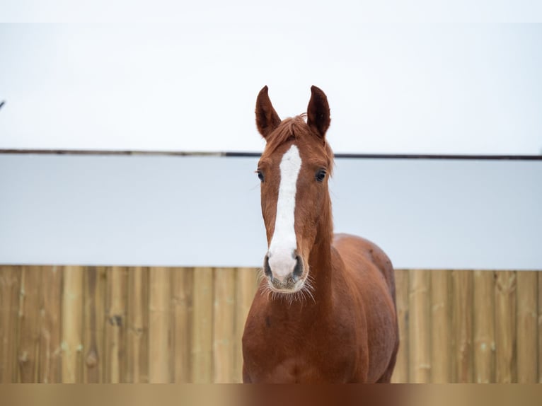 Belgian Warmblood Stallion 3 years 15,2 hh Chestnut in Bocholt