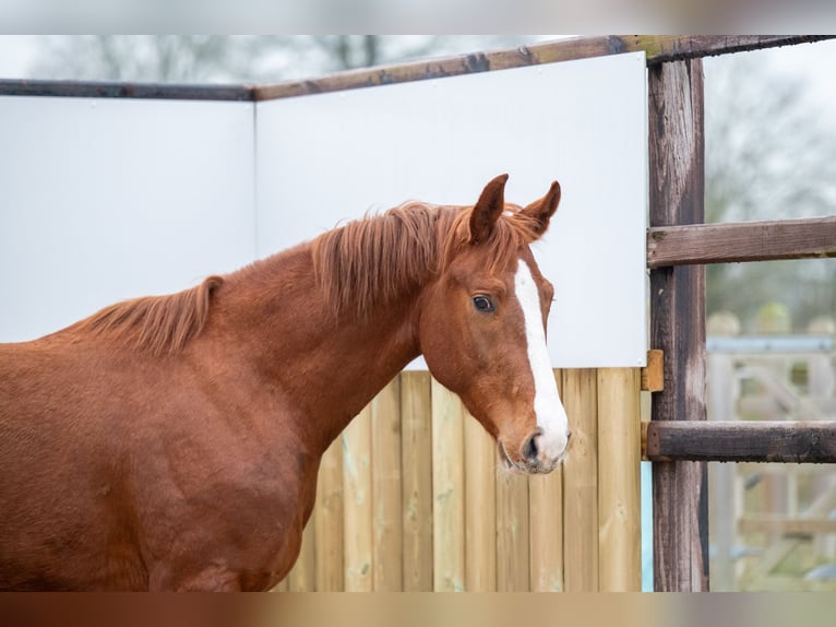 Belgian Warmblood Stallion 3 years 15,2 hh Chestnut in Bocholt