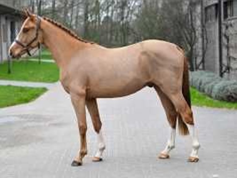 Belgian Warmblood Stallion 3 years 15,2 hh Chestnut in Sint-Niklaas