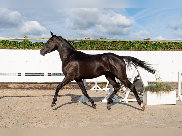 black thoroughbred stallion running