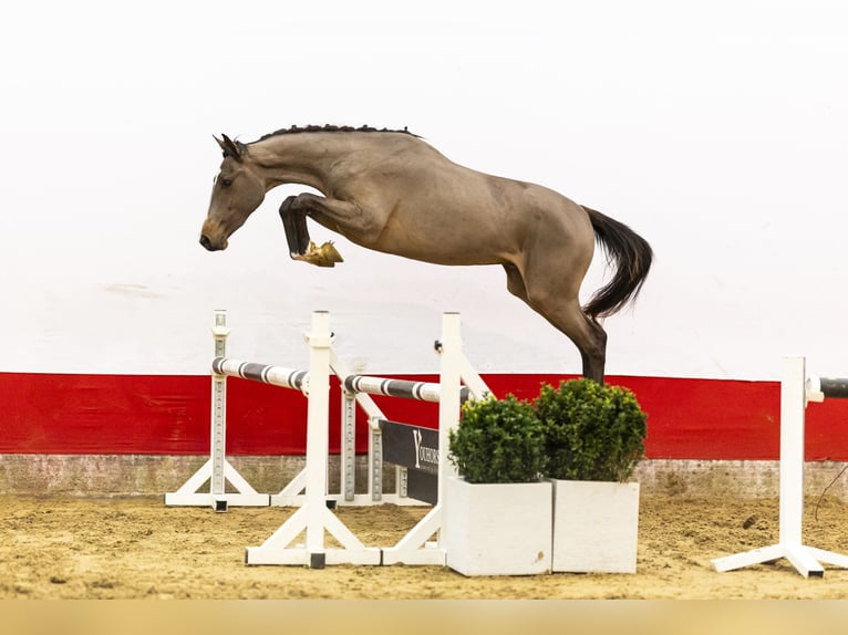 Belgian Warmblood Stallion 3 years 15,1 hh  in Waddinxveen