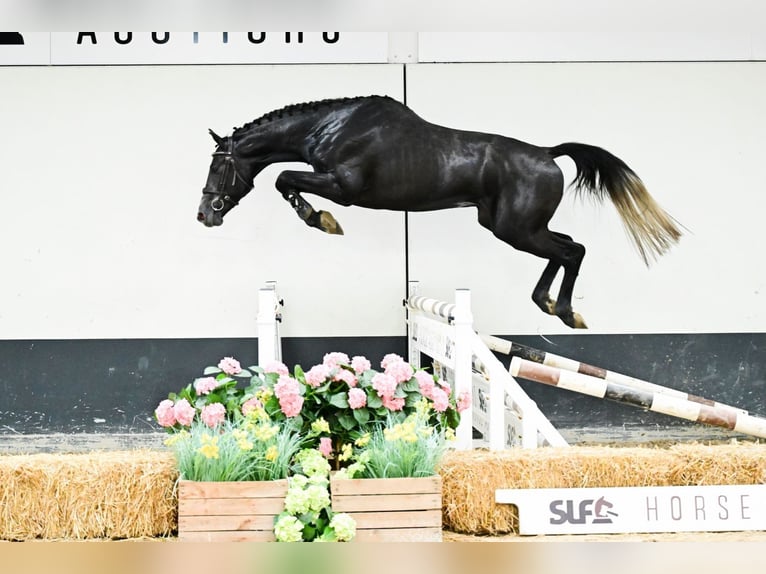 Belgian Warmblood Stallion 3 years 15,2 hh Gray in Bladel