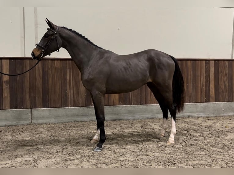 Belgian Warmblood Stallion 3 years 16,1 hh Bay-Dark in GROTE-BROGEL