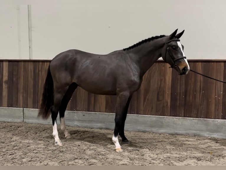 Belgian Warmblood Stallion 3 years 16,1 hh Bay-Dark in GROTE-BROGEL