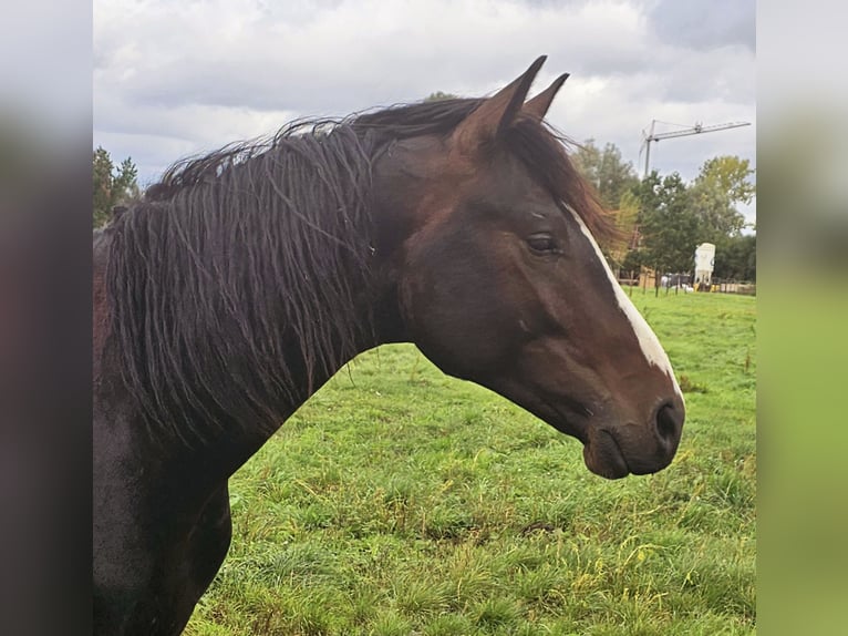 Belgian Warmblood Stallion 3 years 16,1 hh Bay-Dark in Sint-Lambrechts-Herk