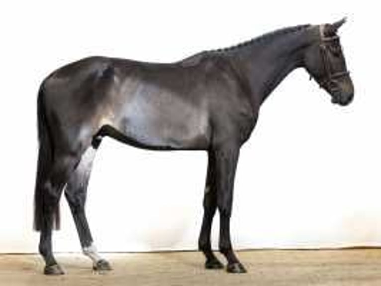 Belgian Warmblood Stallion 3 years 16,1 hh Bay-Dark in Waddinxveen