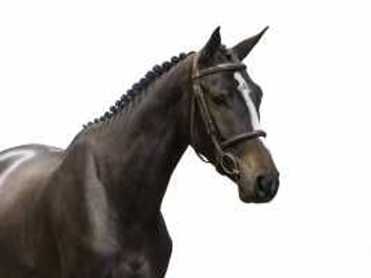 Belgian Warmblood Stallion 3 years 16,1 hh Bay-Dark in Waddinxveen