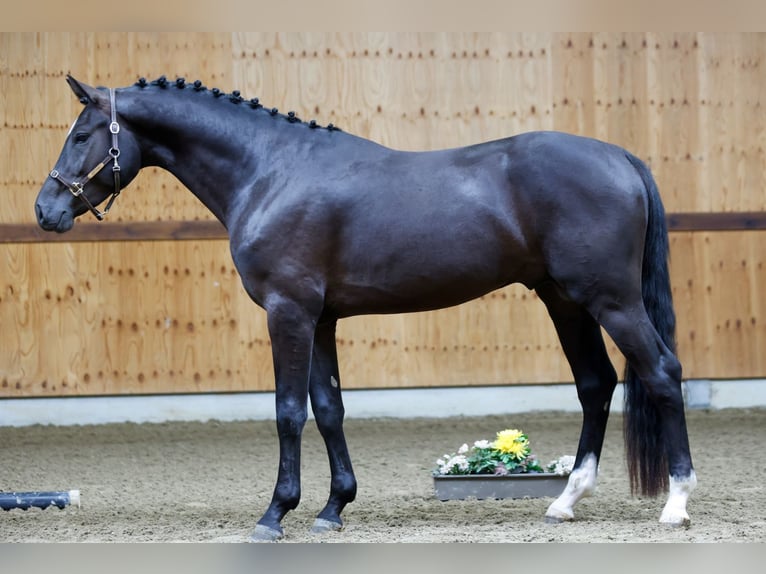 Belgian Warmblood Stallion 3 years 16,1 hh Black in Kinrooi