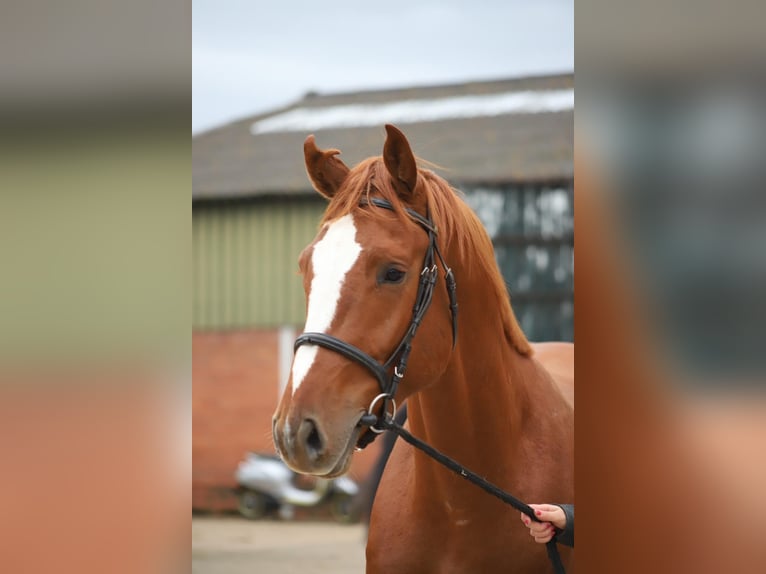 Belgian Warmblood Stallion 3 years 16,1 hh Chestnut-Red in Melsele