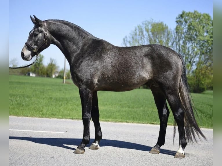 Belgian Warmblood Stallion 3 years 16.1 hh Grey in Szarvas