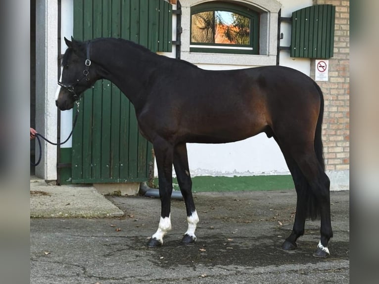 Belgian Warmblood Stallion 3 years 16,2 hh Bay-Dark in Halbenrain