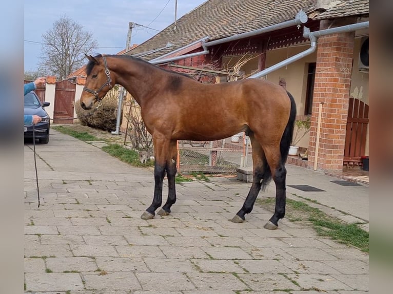 Belgian Warmblood Stallion 3 years 16,2 hh Brown in Békéscsaba