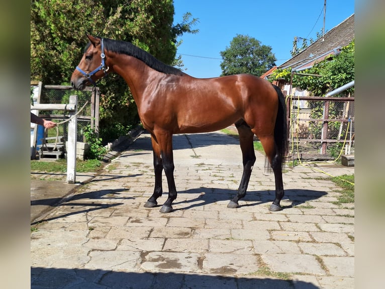 Belgian Warmblood Stallion 3 years 16,2 hh Brown in Békéscsaba