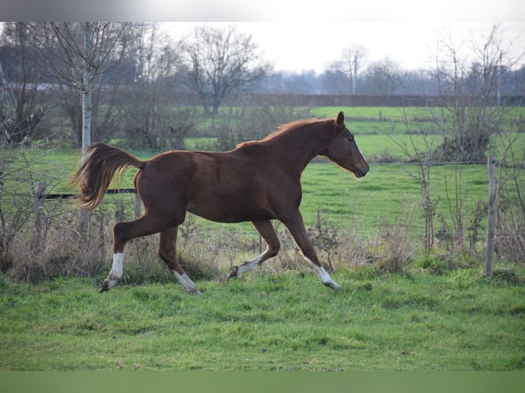 Belgian Warmblood Stallion 3 years 16.2 hh Chestnut-Red in breendonk