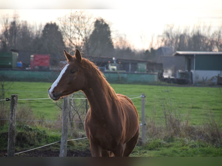 Belgian Warmblood Stallion 3 years 16.2 hh Chestnut-Red in breendonk