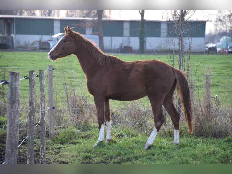 Belgian Warmblood Stallion 3 years 16.2 hh Chestnut-Red in breendonk