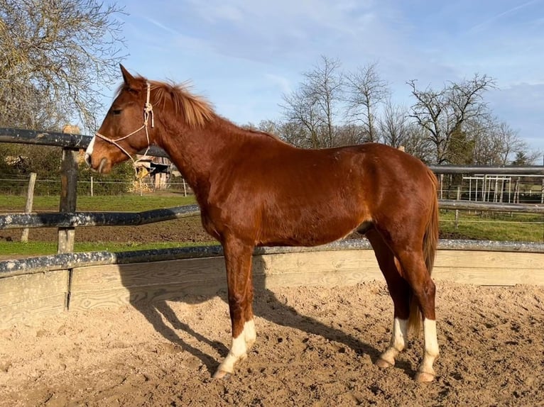 Belgian Warmblood Stallion 3 years 16,2 hh Chestnut-Red in Sommières-du-Clain