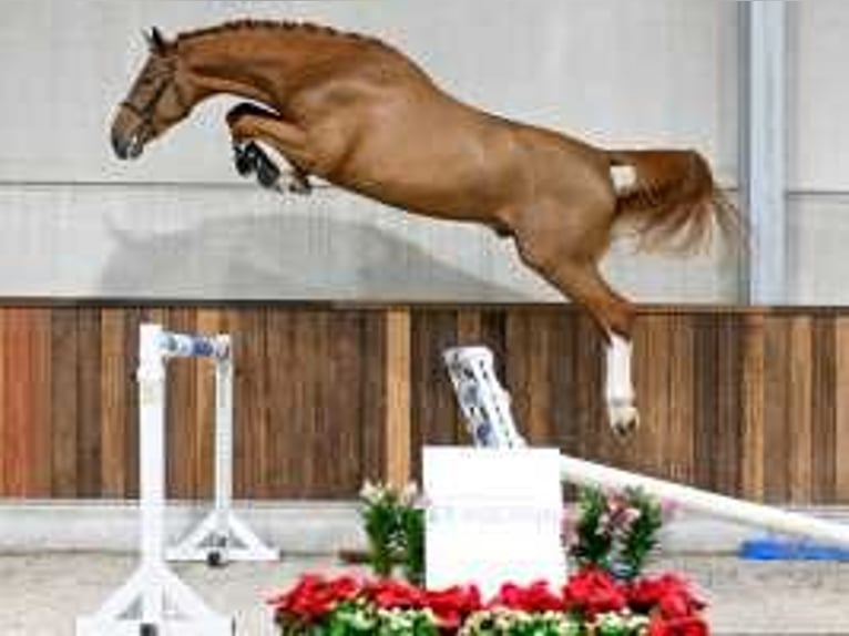 Belgian Warmblood Stallion 3 years 16,2 hh Chestnut in Sint-Niklaas