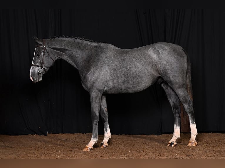 Belgian Warmblood Stallion 3 years 16,2 hh Gray in Bladel