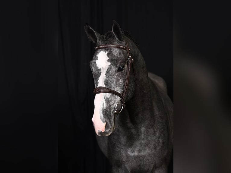 Belgian Warmblood Stallion 3 years 16,2 hh Gray in Bladel