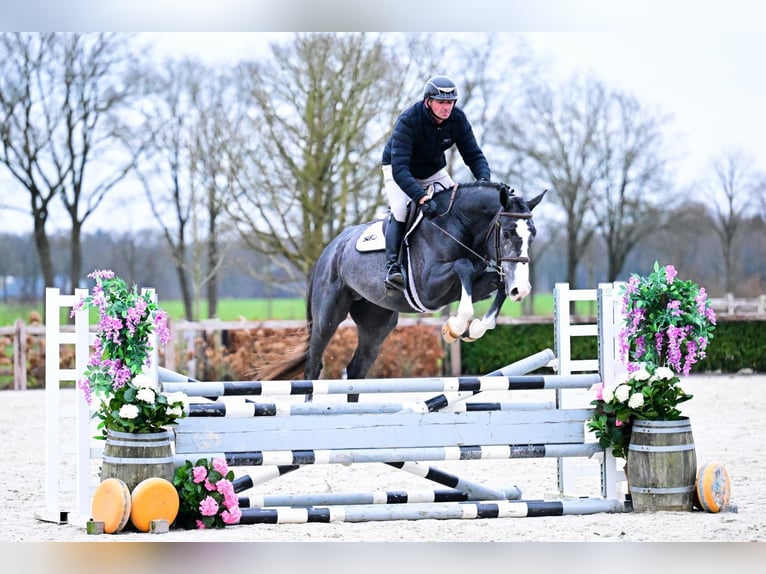 Belgian Warmblood Stallion 3 years 16,2 hh Gray in Bladel