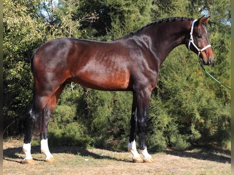 Belgian Warmblood Stallion 3 years 16,3 hh Bay-Dark in HEUVELLAND
