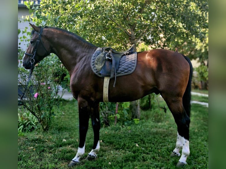 Belgian Warmblood Stallion 3 years 16,3 hh Bay in Budapest