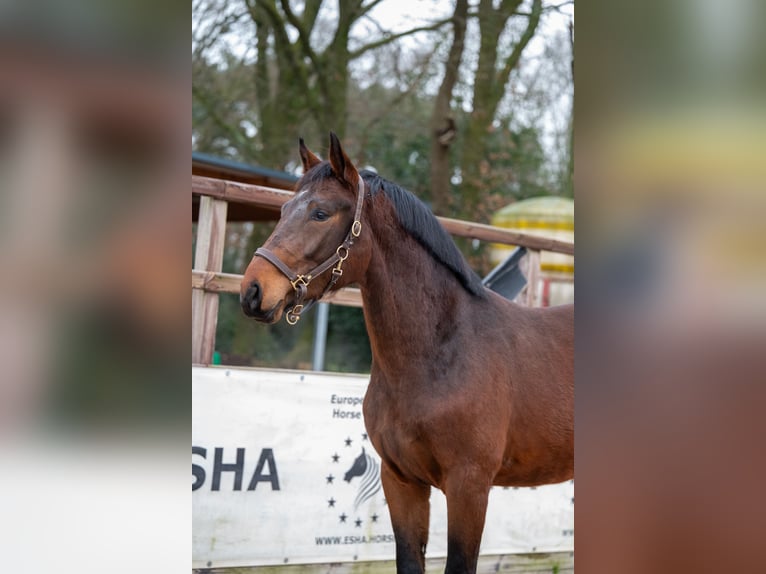 Belgian Warmblood Stallion 3 years 16,3 hh Brown in Bocholt