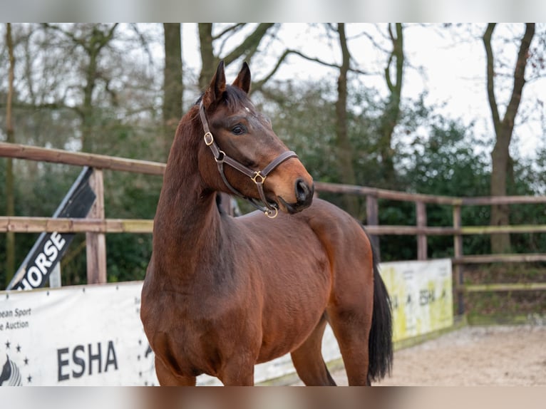 Belgian Warmblood Stallion 3 years 16,3 hh Brown in Bocholt