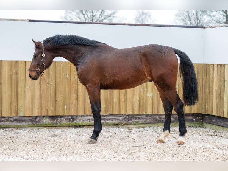 Belgian Warmblood Stallion 3 years 16,3 hh Brown in Bocholt