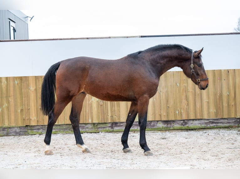 Belgian Warmblood Stallion 3 years 16,3 hh Brown in Bocholt