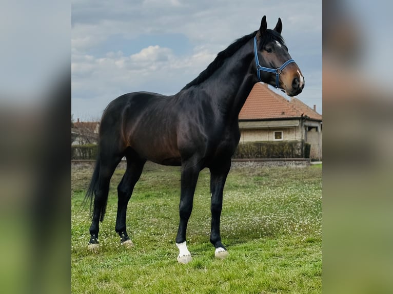 Belgian Warmblood Stallion 3 years 16.3 hh Brown in Bekes
