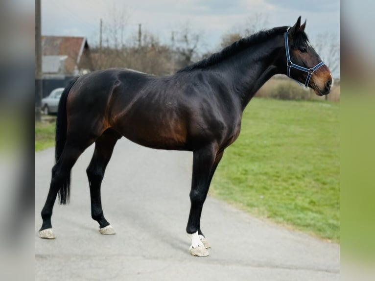 Belgian Warmblood Stallion 3 years 16.3 hh Brown in Bekes